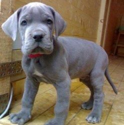 Great Dane Puppy's-a-kc Registered!
