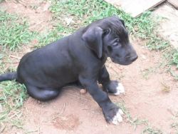 Great Dane Pups for Sale