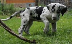 Nicely Great Dane Puppies available
