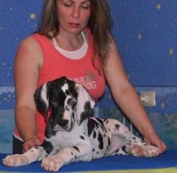 Beautiful F1 Great Dane - All Reserved