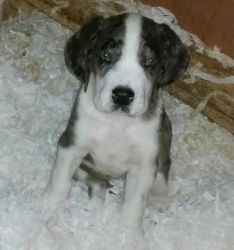 Great Dane Puppies Available For Sale $400