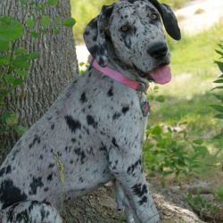 Great Danes Pupps Now Available