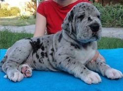Available now for sale great Dane