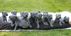 amazing great dane puppies