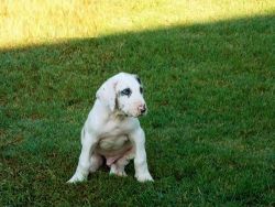 beautiful great dane puppy available