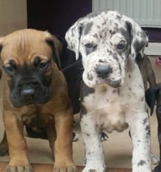 AKC Fawn Great Danes Puppies