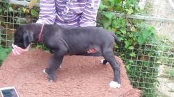 Great Danes - Puppies For Sale