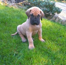 Kc Registered Great Dane Puppies For Sale