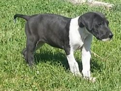 Full blooded great dane puppies