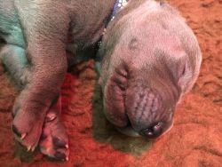 Blue Great Dane Puppies Ready 31st January 2017