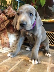 Great Dane Puppies--Blue F and Black M