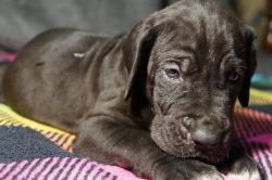 Great Dane puppies for sale! 75 % European,