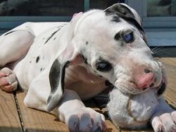 healthy baby great dane puppies available