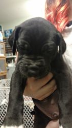 Ckc great Dane puppies ready to go 3-25