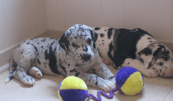 Beautiful great dane puppies for sale