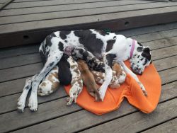 AKC Great Danes puppies for sale !!!!!650