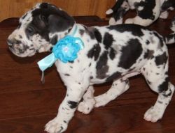 Hyqual Great Dane Puppies for Sale