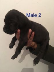 Gorgeous Great Dane Puppies For Loving Homes