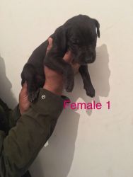 Cute great dane puppies ready for sale now