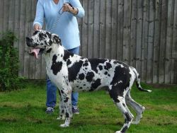 Strong Great Dane for sale