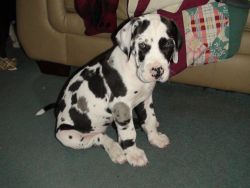 Great Dane.puppies ready now