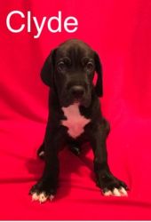 AKC Registered Great Dane Puppies