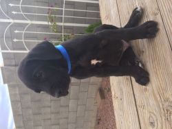 great dane puppies for sale