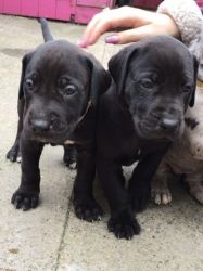 2 black great Dane puppies for sale