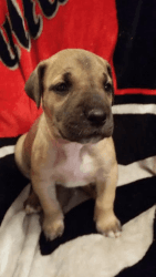 Fawn Great Dane puppies for sale