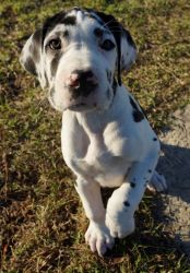 Male and female Harlequin Great Dane puppies