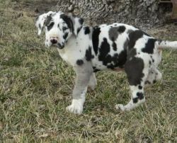 AKC Harlequin Great Dane Puppies For Sale