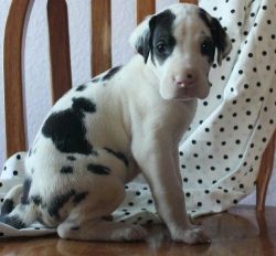 Harlequin Great Dane puppies For Sale