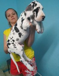 Male and female Harlequin Great Dane Puppies