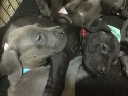 Two Blue Great Dane Puppies For Sale