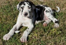 Lovely Great Dane Puppies For Sale