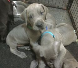 Great Dane Puppies For Good Homes