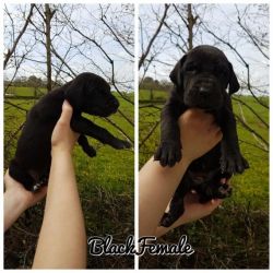 Great Dane Puppy For Sale
