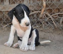 Top Quality Great Dane Puppies