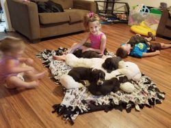 Great Dane Puppies for Sale!