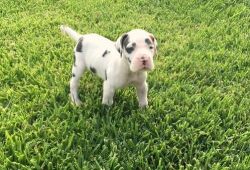 Male and Female Great Dane Puppies
