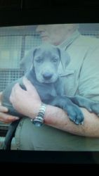 One Blue Great Dane Puppy For Sale