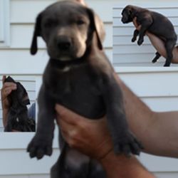 Great Dane puppies born April 23rd
