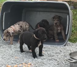 Reg. Great Dane Puppies (Accepting Deposits now)