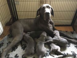 Healthy Great Dane Puppies For Good Homes on adoption.