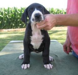 Adorable Great Dane Puppies For Sale