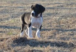 Stunning Great Dane Puppies For Sale