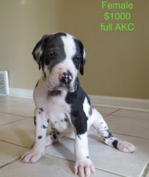 AKC Great Dane Puppies