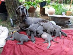 Handsome, Charming, and Very Friendly Great Dane Puppies
