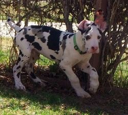Male and female Great Dane Puppies