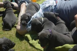 Adorable Blue Great Dane Puppies for sale